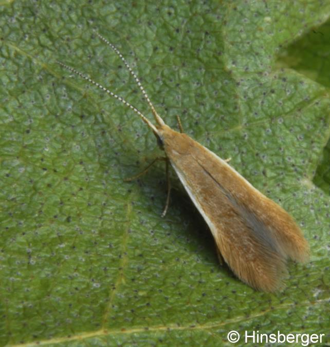 Coleophora badiipennella (DUPONCHEL, 1843)