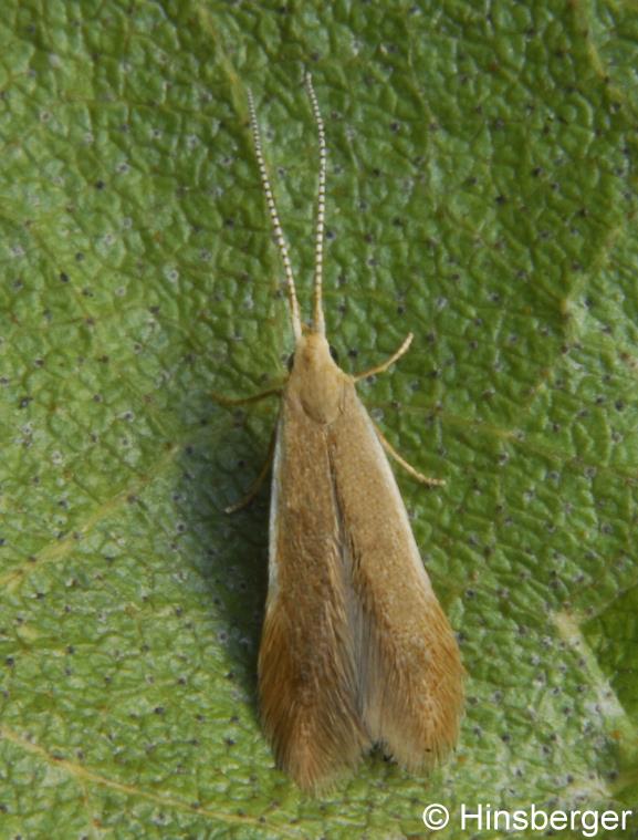 Coleophora badiipennella (DUPONCHEL, 1843)