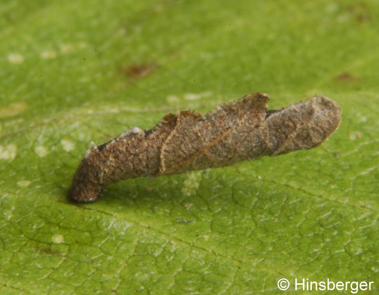 Coleophora badiipennella (DUPONCHEL, 1843)