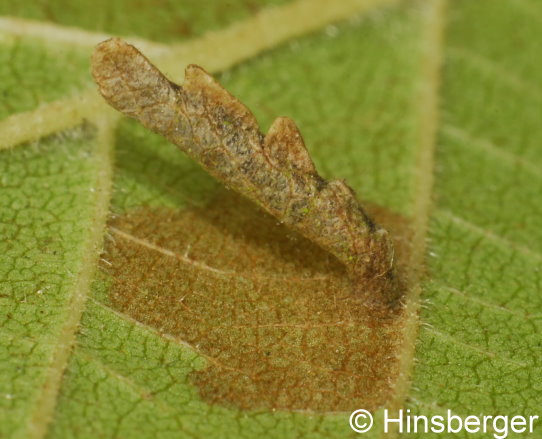 Coleophora badiipennella (DUPONCHEL, 1843)