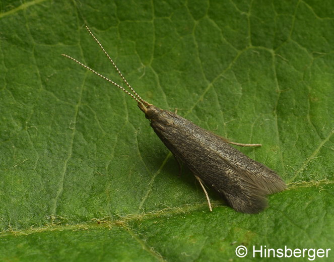 Coleophora coracipennella (HBNER, 1796)