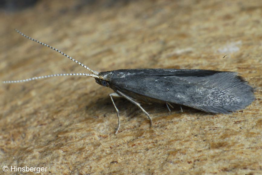 Coleophora serratella (LINNAEUS, 1761)