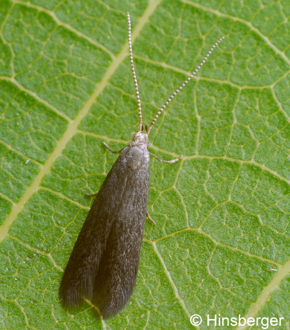 Coleophora spinella (SCHRANK, 1802)