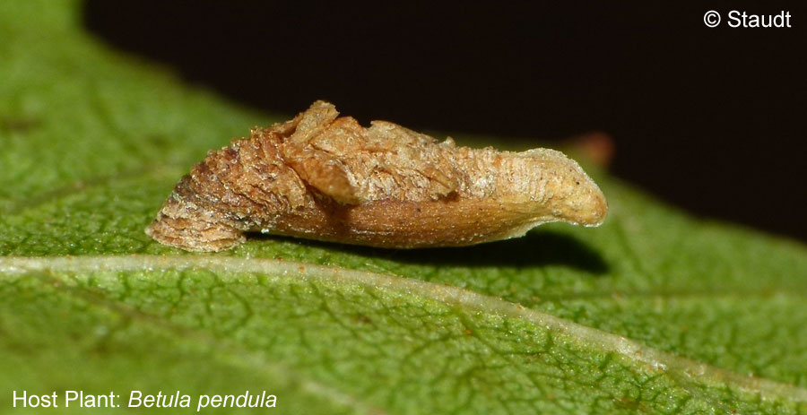 Coleophora violacea (STRM, 1783)