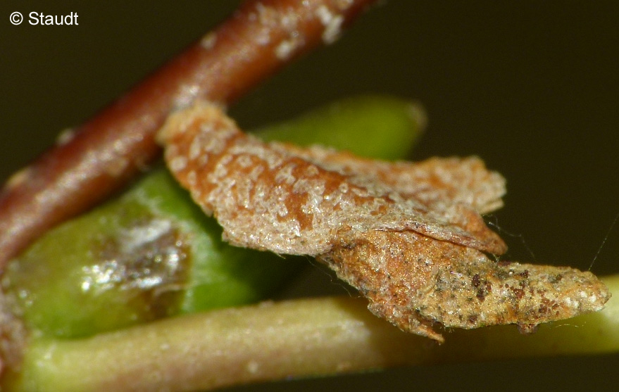 Coleophora orbitella ZELLER, 1849