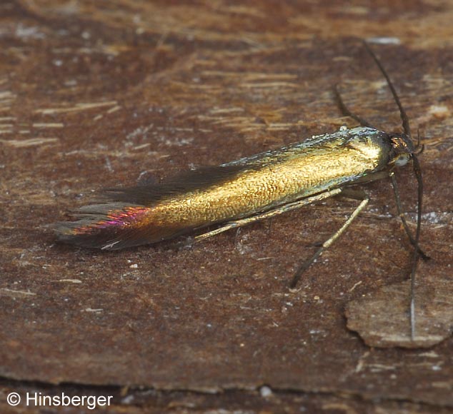 Coleophora alcyonipennella (KOLLAR, 1832)