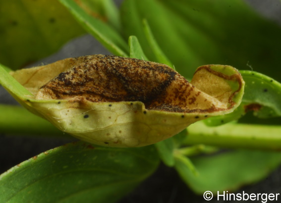 Ectoedemia septembrella (STAINTON, 1849)