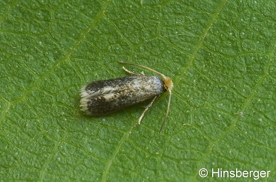 Ectoedemia septembrella (STAINTON, 1849)