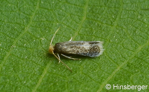 Ectoedemia septembrella (STAINTON, 1849)