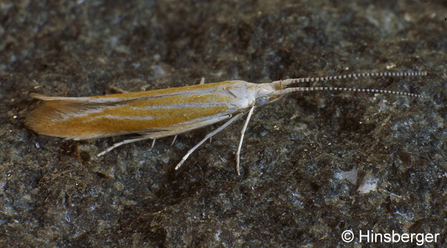 Coleophora discordella ZELLER, 1849