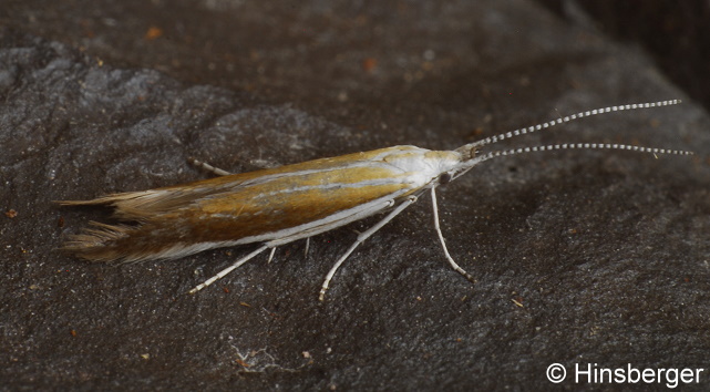 Coleophora discordella ZELLER, 1849