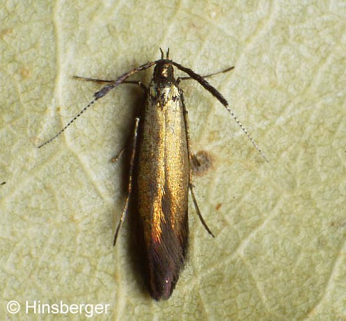 Coleophora mayrella (HBNER, 1813)