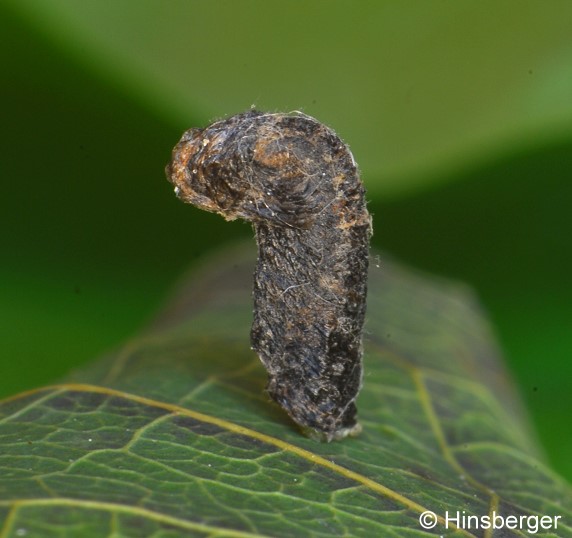 Coleophora anatipenella (HBNER, 1796)