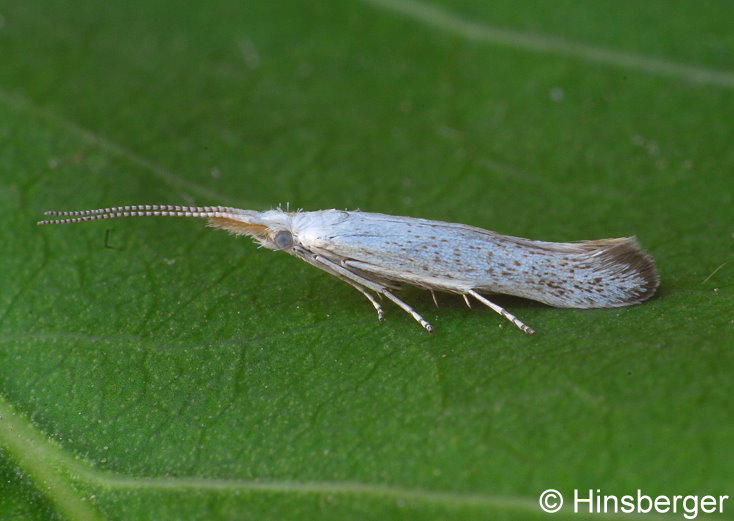 Coleophora anatipenella (HBNER, 1796)