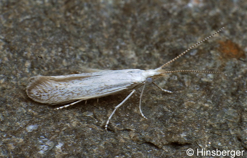 Coleophora anatipenella (HBNER, 1796)