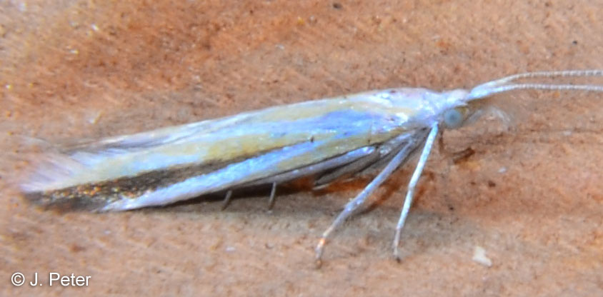 Coleophora conspicuella ZELLER, 1849