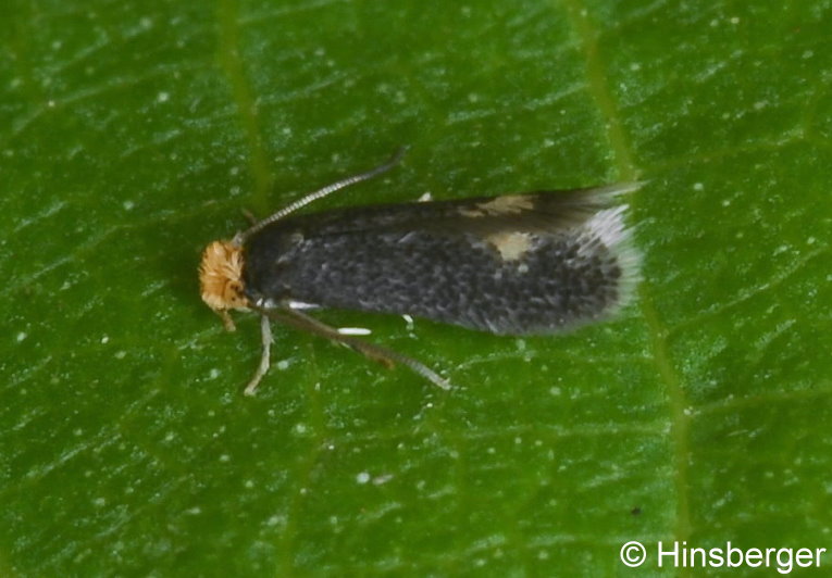 Ectoedemia intimella (ZELLER, 1848)