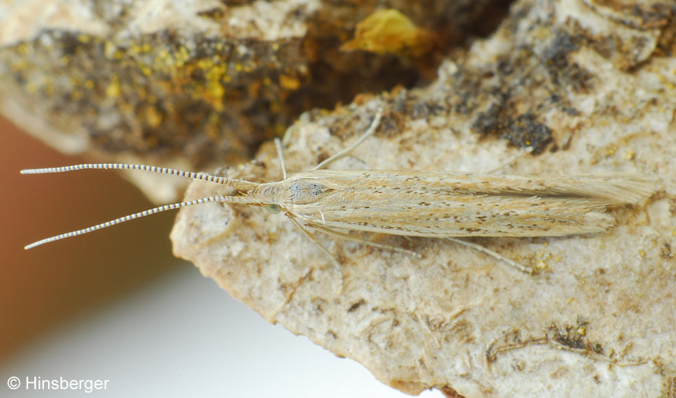 Coleophora vestianella (LINNAEUS, 1758)