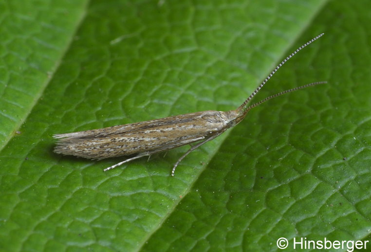 Coleophora vestianella (LINNAEUS, 1758)