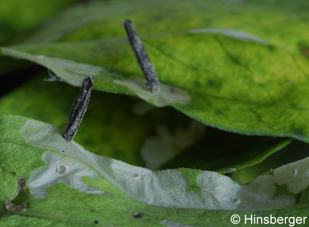 Coleophora saponariella HEEGER, 1848