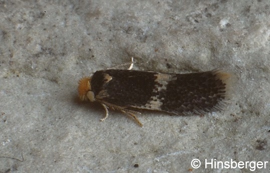 Ectoedemia albifasciella (HEINEMANN, 1871)