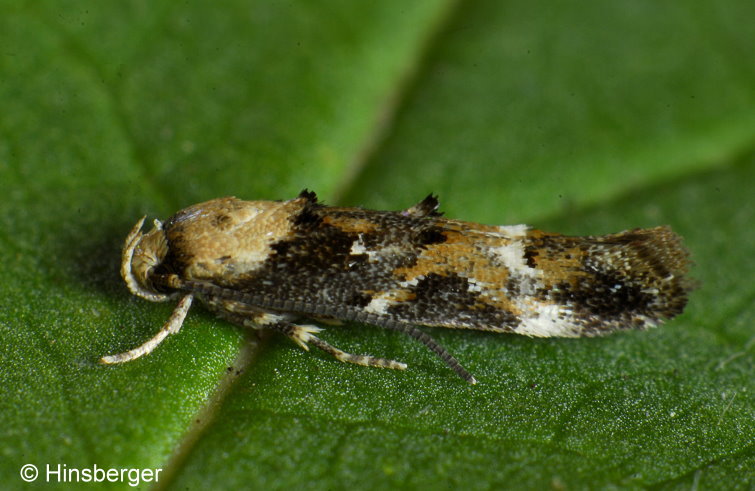 Mompha lacteella (STEPHENS, 1834)