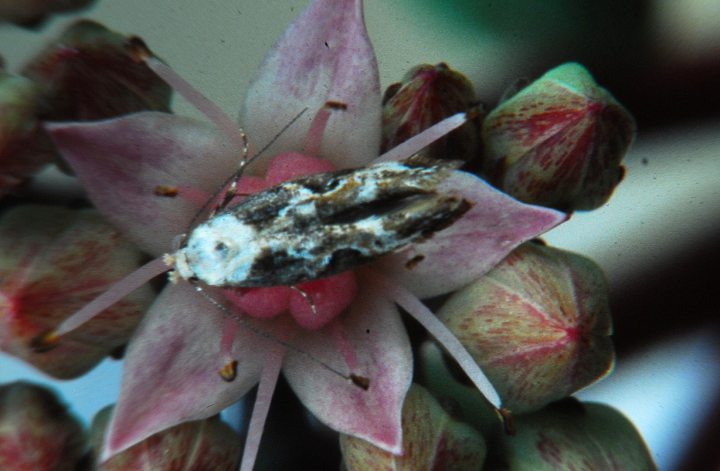 Mompha propinquella (STAINTON, 1851)