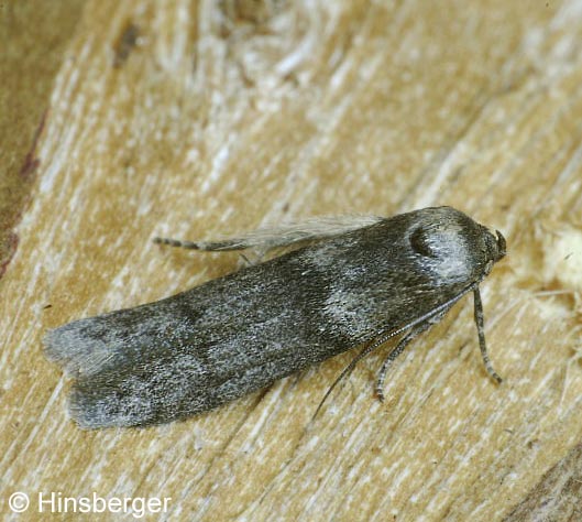 Blastobasis phycidella (ZELLER, 1839)