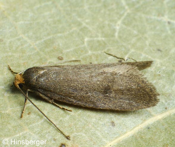 Pseudatemelia josephinae (TOLL, 1956)