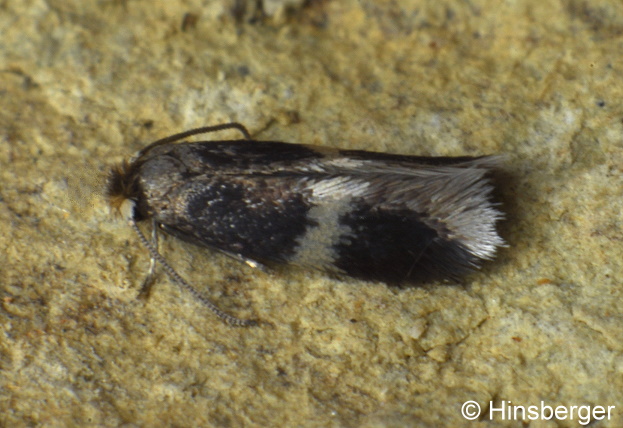 Ectoedemia occultella (LINNAEUS, 1767)