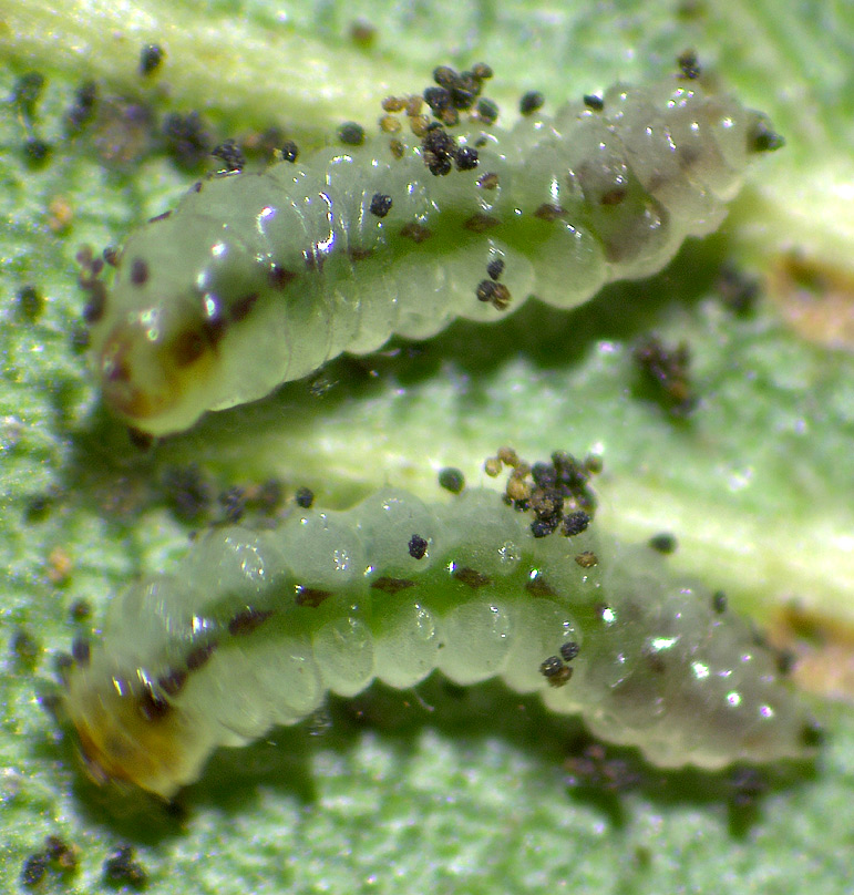 Ectoedemia occultella (LINNAEUS, 1767)