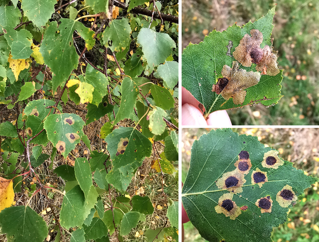 Ectoedemia occultella (LINNAEUS, 1767)