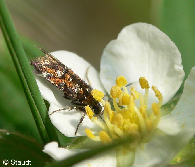 Gisilia leuwenhoekella (LINNAEUS, 1761)