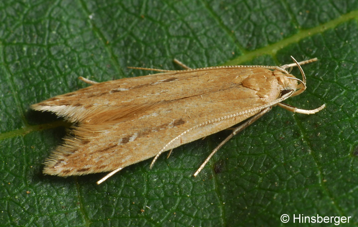 Limnaecia phragmitella STAINTON, 1851