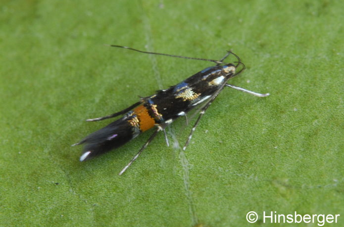 Cosmopterix zieglerella (HBNER, 1810)