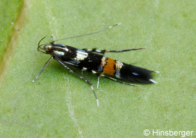 Cosmopterix zieglerella (HBNER, 1810)