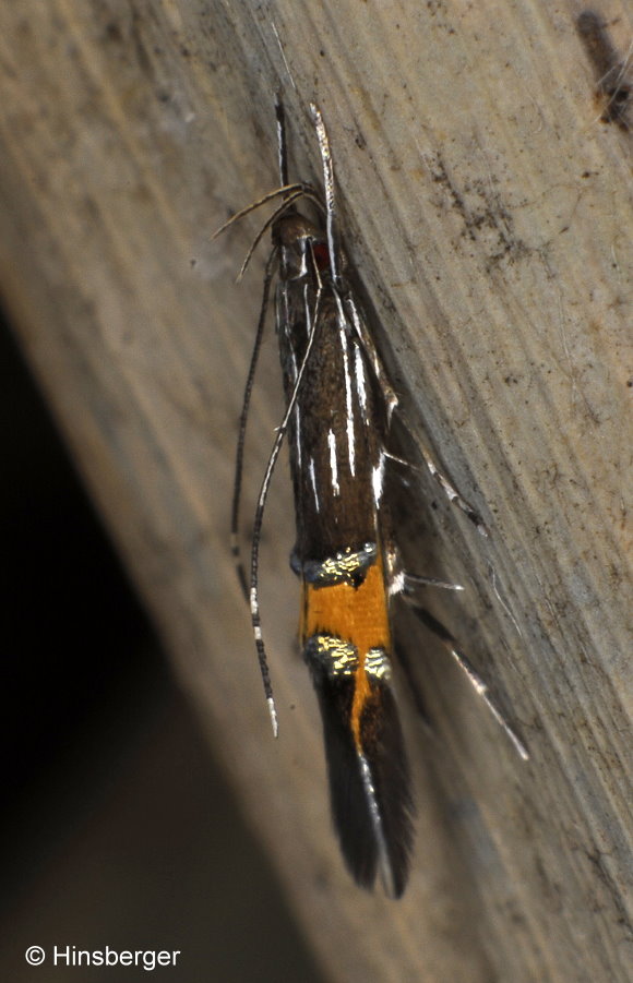 Cosmopterix scribaiella ZELLER, 1850