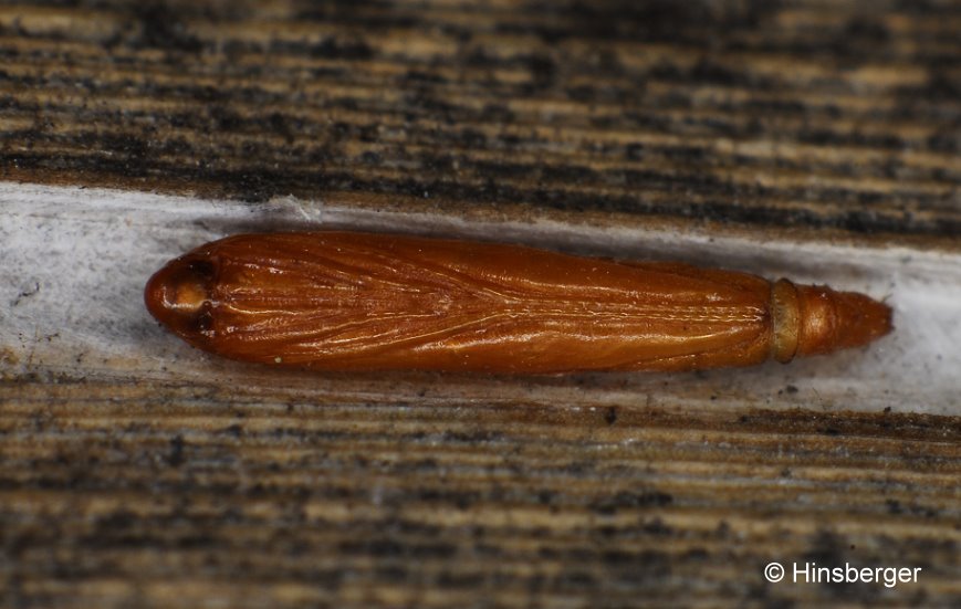 Cosmopterix scribaiella ZELLER, 1850