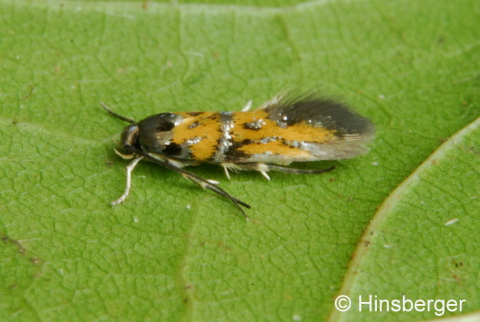 Chrysoestia drurella (FABRICIUS, 1775)