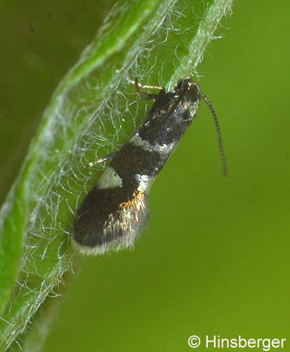 Antispila metallella (DENIS & SCHIFFERMLLER, 1775)