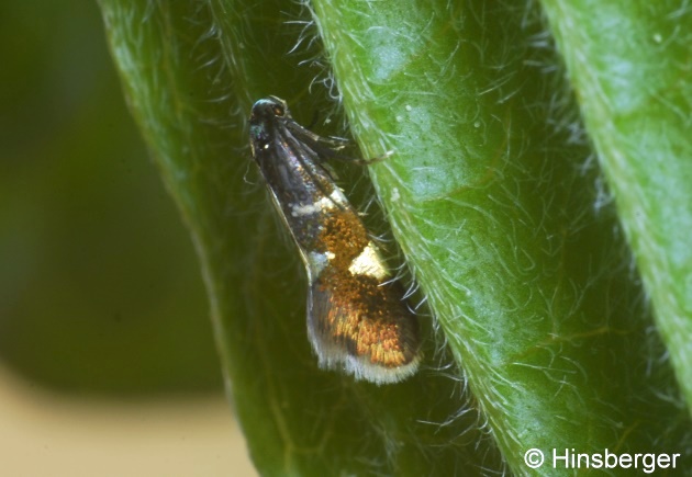 Antispila metallella (DENIS & SCHIFFERMLLER, 1775)