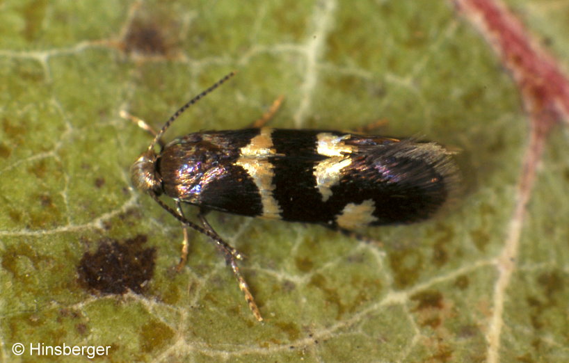 Antispila treitschkiella (Fischer v. Rslerstamm, 1843)