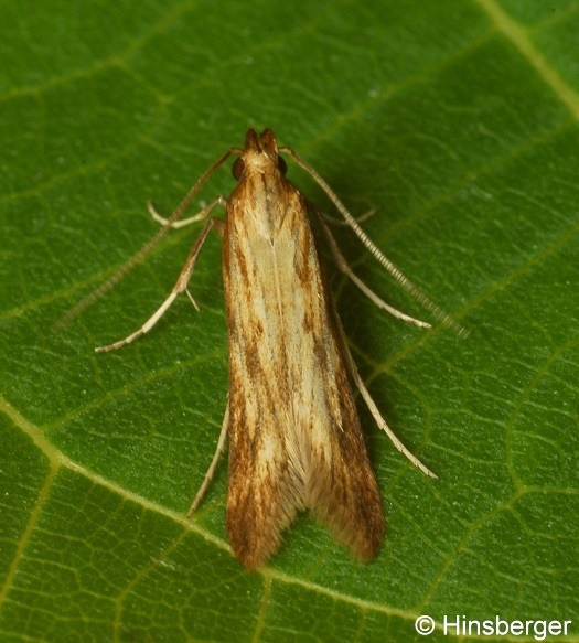 Metzneria neuropterella (ZELLER, 1839)
