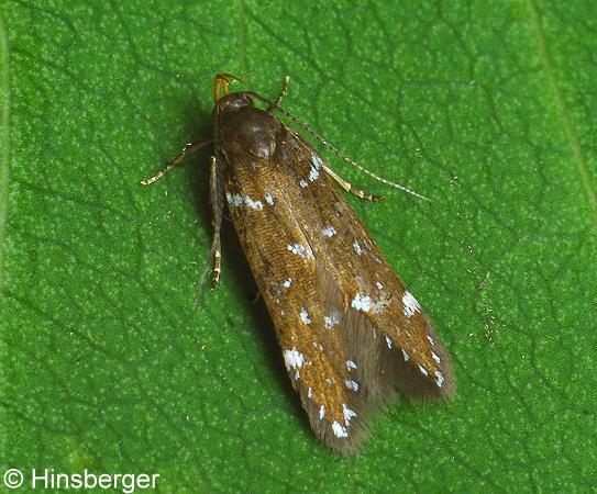 Argolamprotes micella (DENIS & SCHIFFERMLLER, 1775)