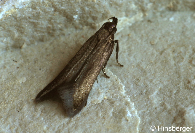 Eulamprotes unicolorella (DUPONCHEL, 1843)