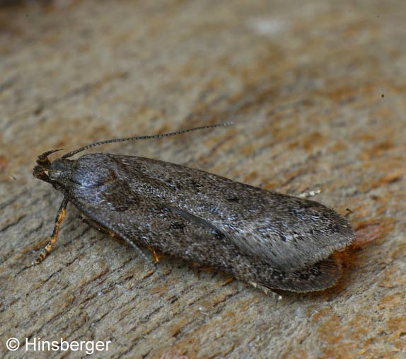 Bryotropha terrella (DENIS & SCHIFFERMLLER, 1775)