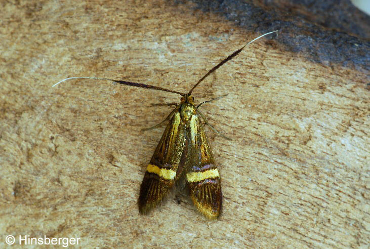 Nemophora degeerella (LINNAEUS, 1758)