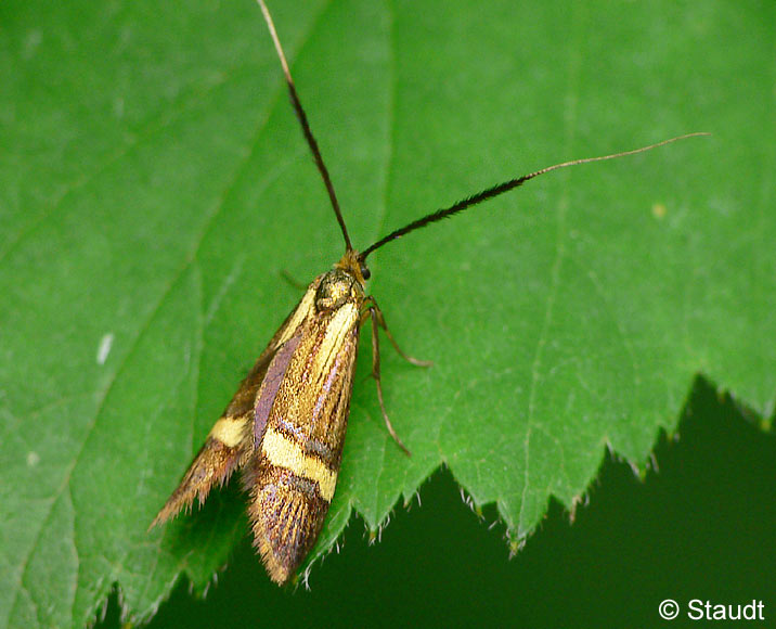 Nemophora degeerella (LINNAEUS, 1758)