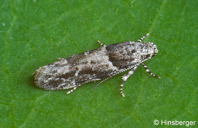 Recurvaria nanella (DENIS & SCHIFFERMLLER, 1775)