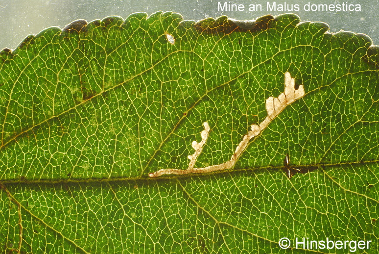 Recurvaria nanella (DENIS & SCHIFFERMLLER, 1775)